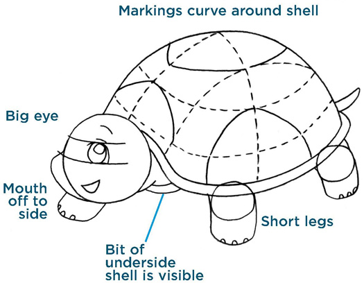 Markings curve around shell. Big eye. Mouth off to side. Short legs. Bit of underside shell is visible.