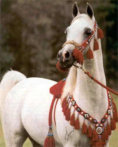 arabian%20horse%20tassels