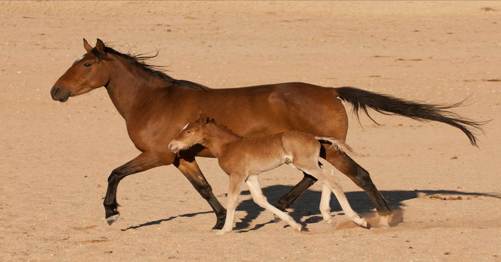 Feral horse