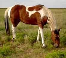 220px-Am_Paint_Horse