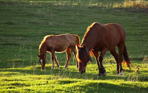 horse in field