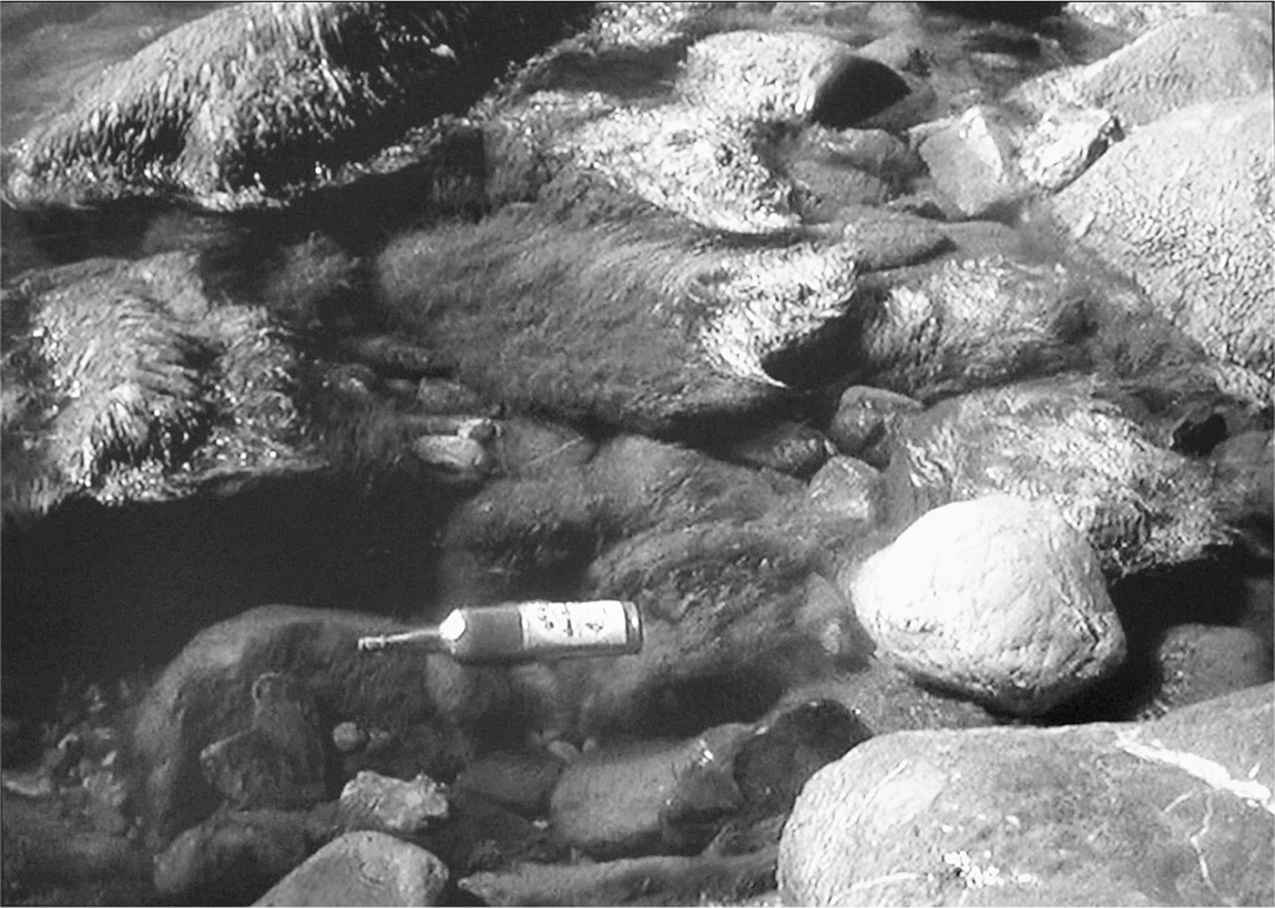 An empty whiskey bottle floating near the rocky shore of the Black Sea.