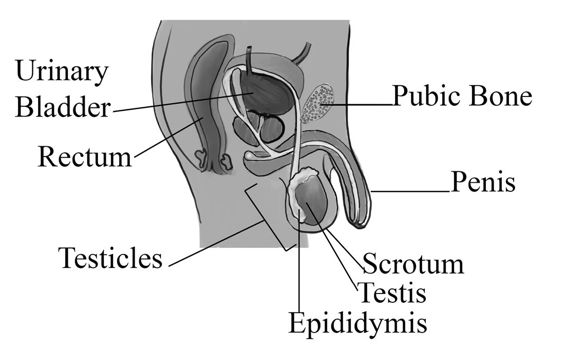 fig%202-1--male%20human%20repro.jpg