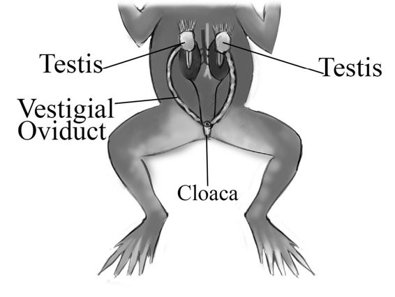 fig%202-2--male%20frog%20repro.jpg