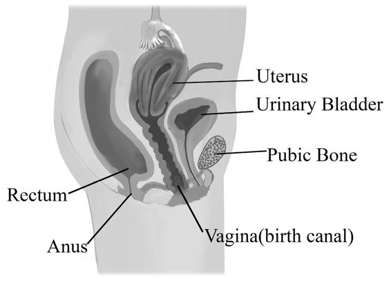 fig%2011-4--female%20human%20repro%20healthy.jpg