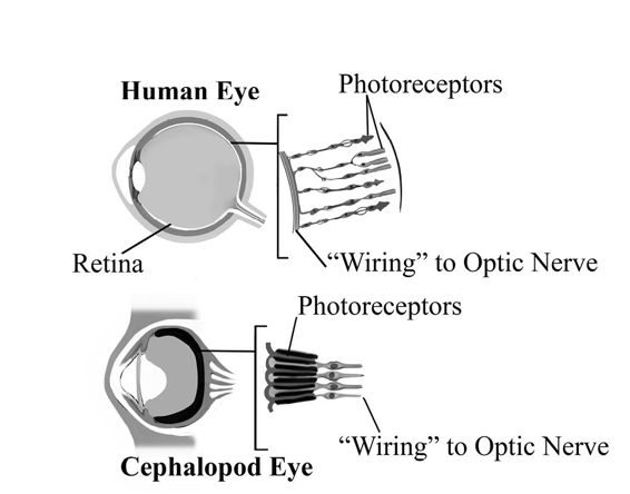 fig%2022-5--Human%20eye%20Vs%20Cephalopod%20Eye%20FNL.jpg