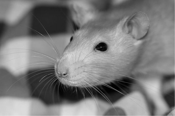 fig%2025-8--Rat_whiskers_2.jpg