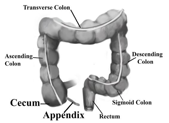 fig%2034-1--appendix%20and%20colon%20labelled.jpg