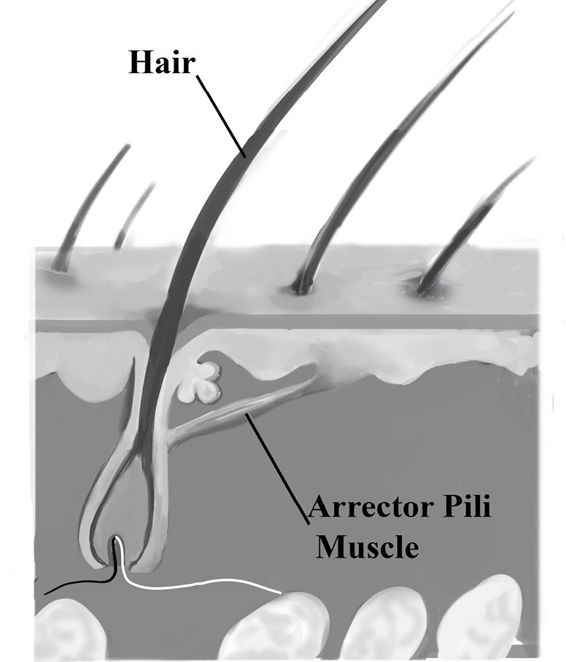 fig%2034-3--hair%20and%20arrector%20pili-labelled2.jpg