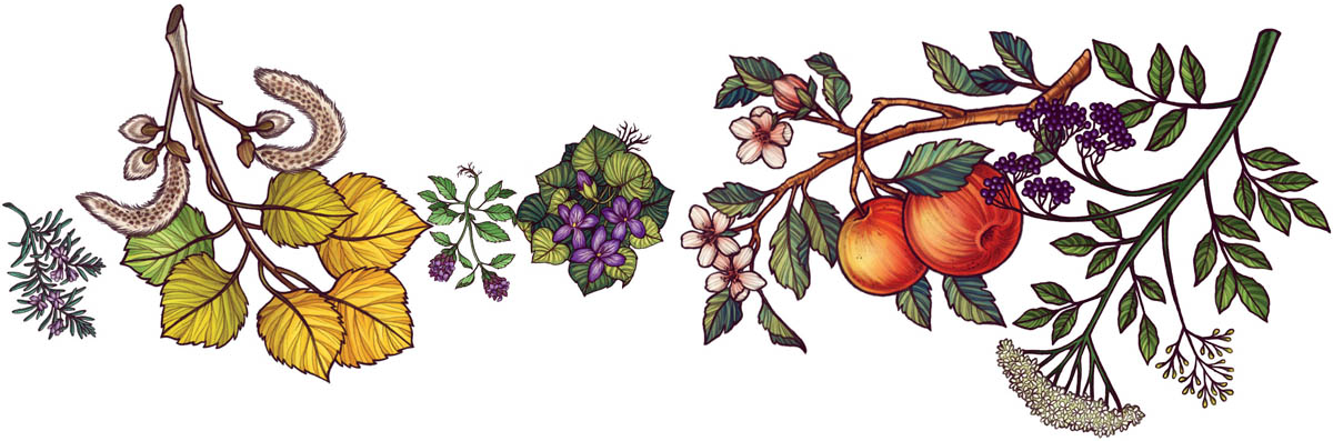 Banner artwork of flowers, leaves, and fruits.