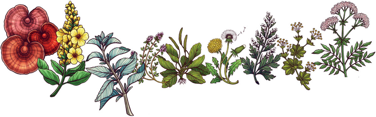 Banner artwork of flowers, mushrooms, and herbs.