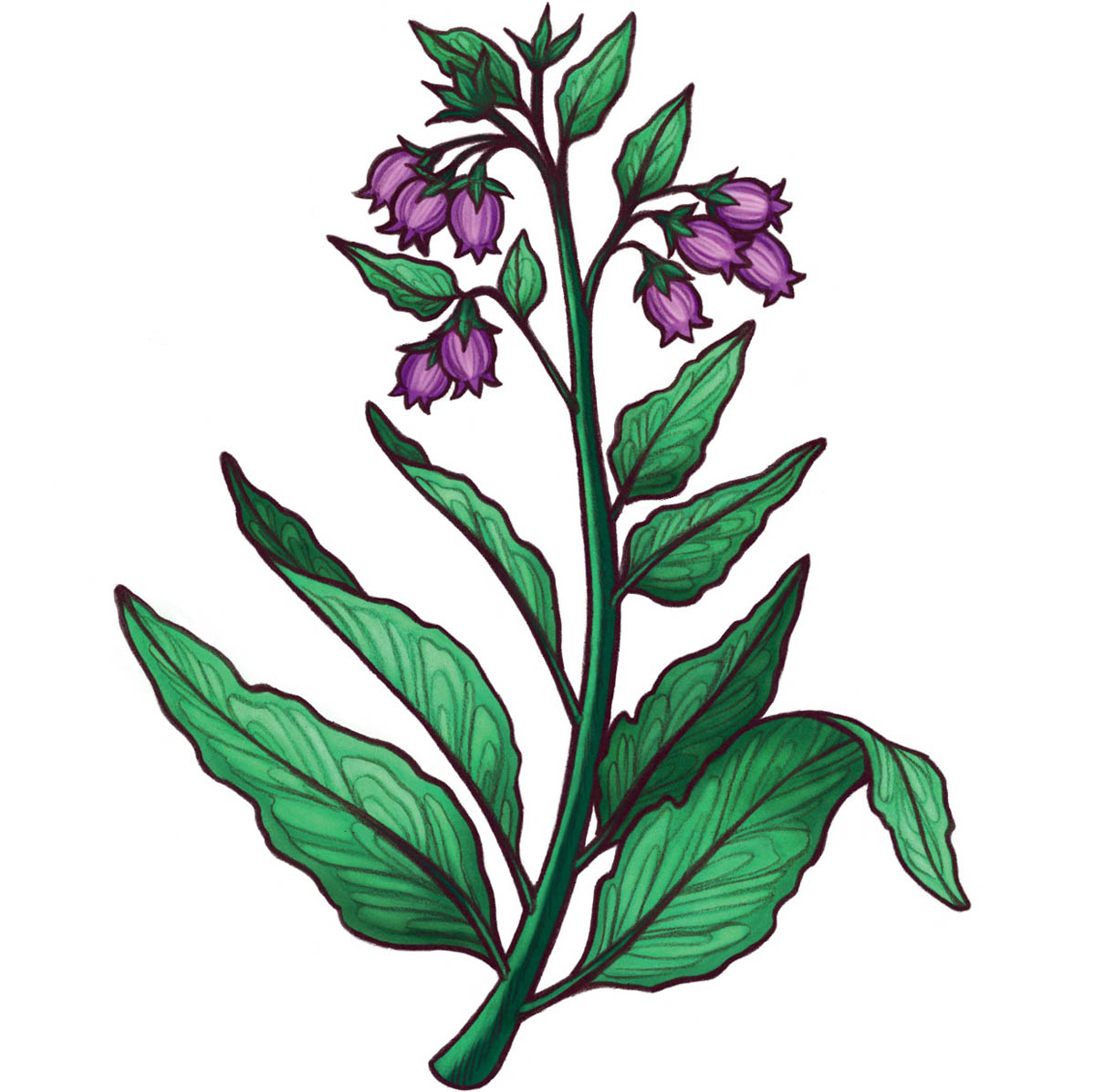 An illustration of comfrey, with leaves and flowers.