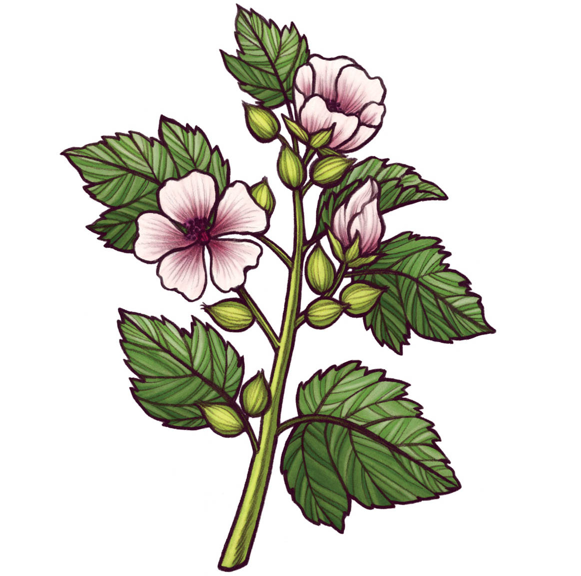 An illustration of a marshmallow, with leaves, buds, and flowers.