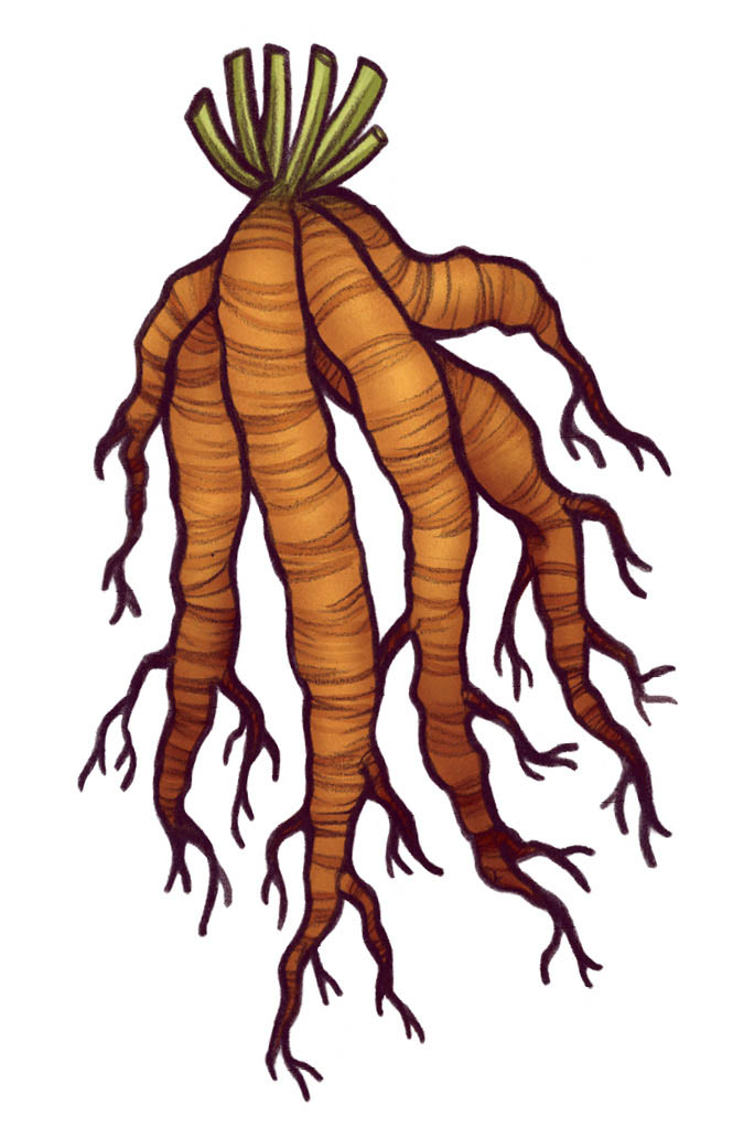 An illustration of marshmallow roots.