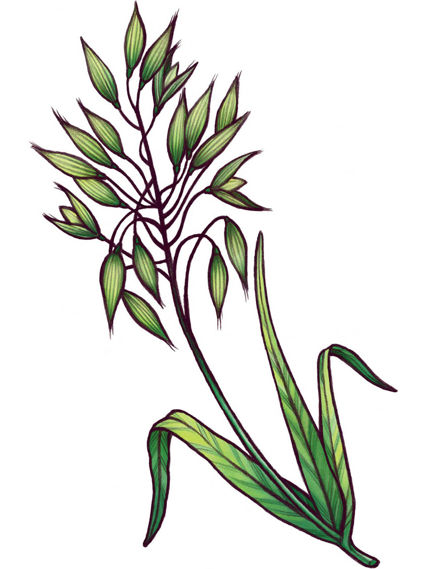 An illustration of oats, with leaves and pods.