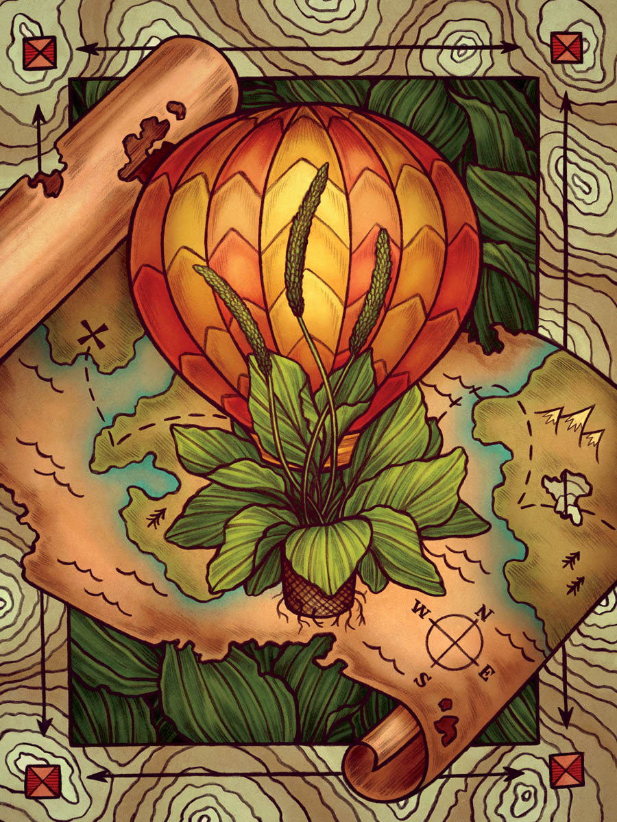 The artwork for the Plantain card, featuring a plantain growing from the basket of a hot air balloon, over a classic treasure map and a topographical border.