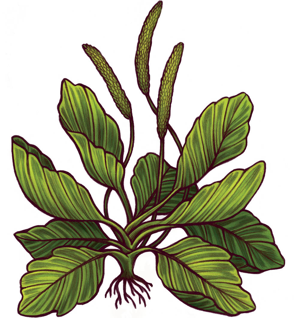 An illustration of a plantain plant.