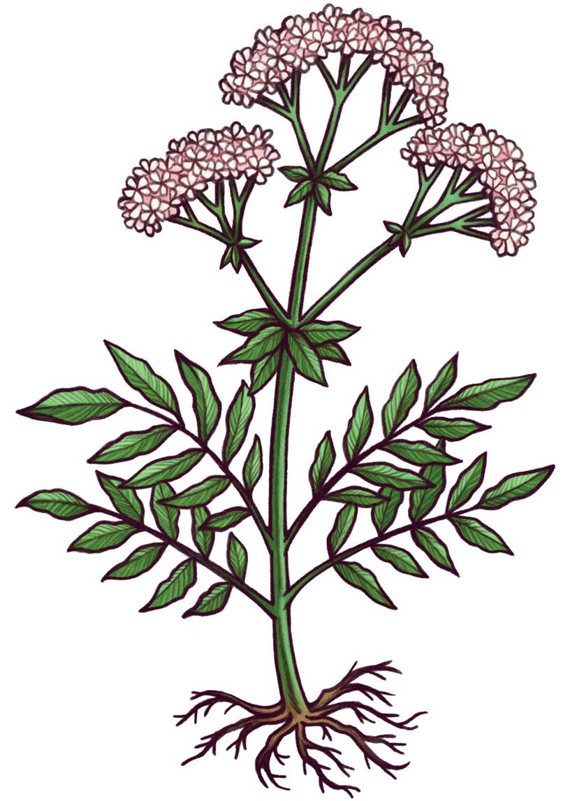 An illustration of a flowering valerian plant.