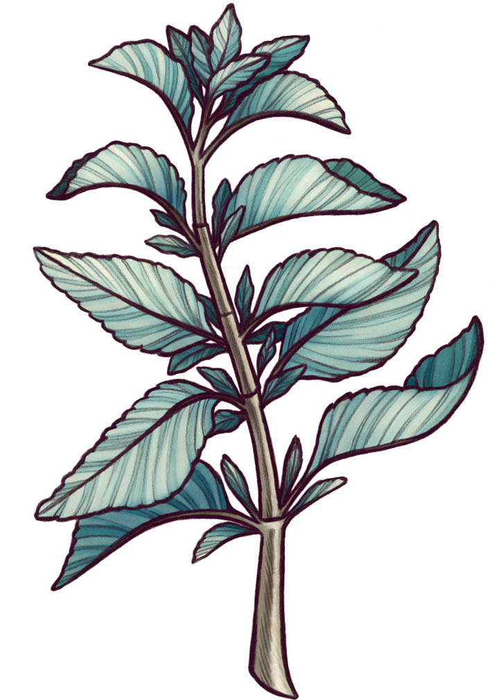 An illustration of a white sage branch with leaves.