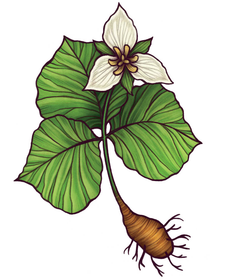 An illustration of a trillium, with leaves, flower, and rhizome.