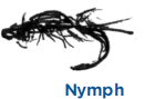 Nymph