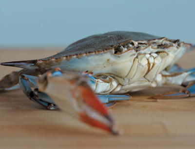 An eye-level close-up of a Blue Claw Crab