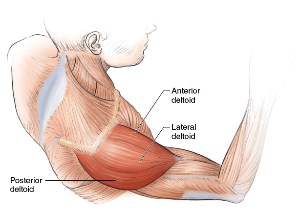 Figure 4.1  Deltoid muscle group. 