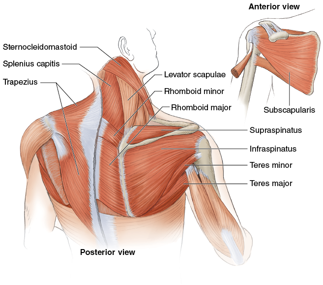 Figure 4.2  Muscles of the rotator cuff and neck. 