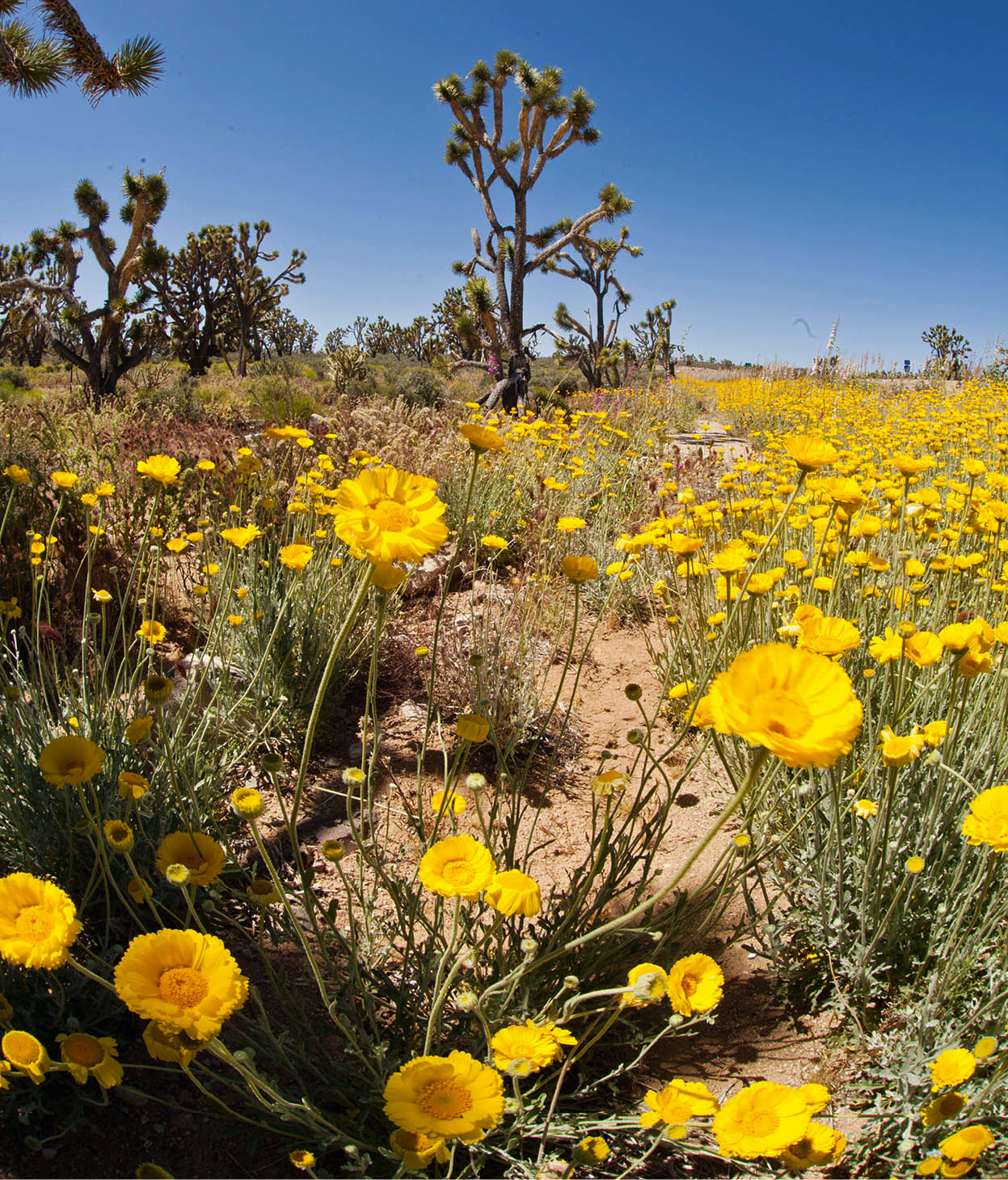 Nowitz_110516_0100_ArizonaAndTheGrandCanyon_EC.jpg