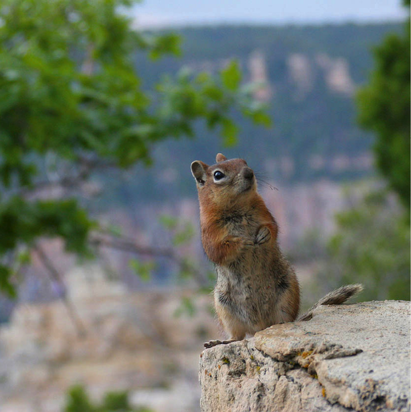 iStock_000000864754Medium_ArizonaAndTheGrandCanyon_EC.jpg