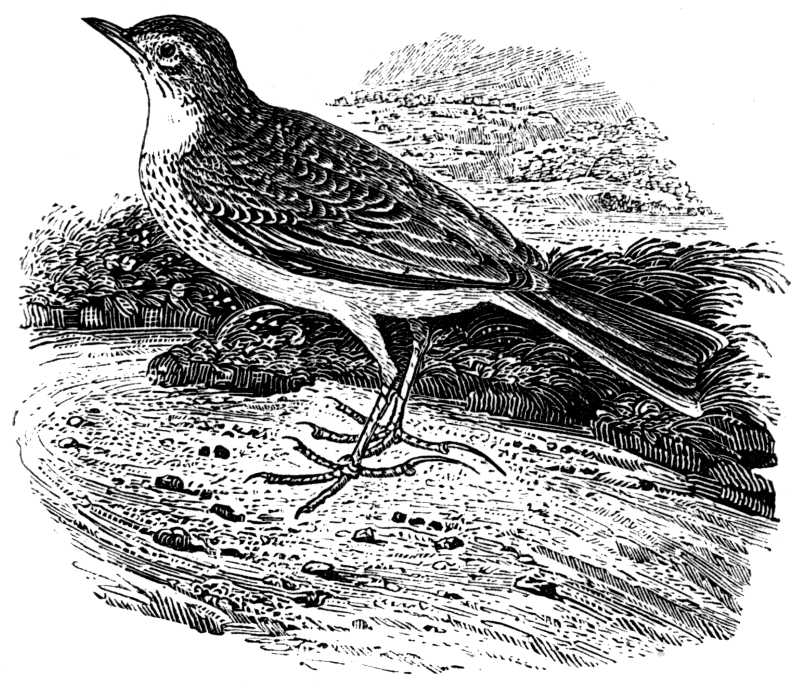 RICHARD’S PIPIT