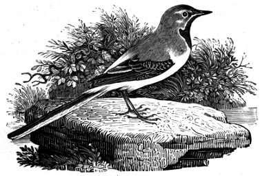 Gray Wagtail