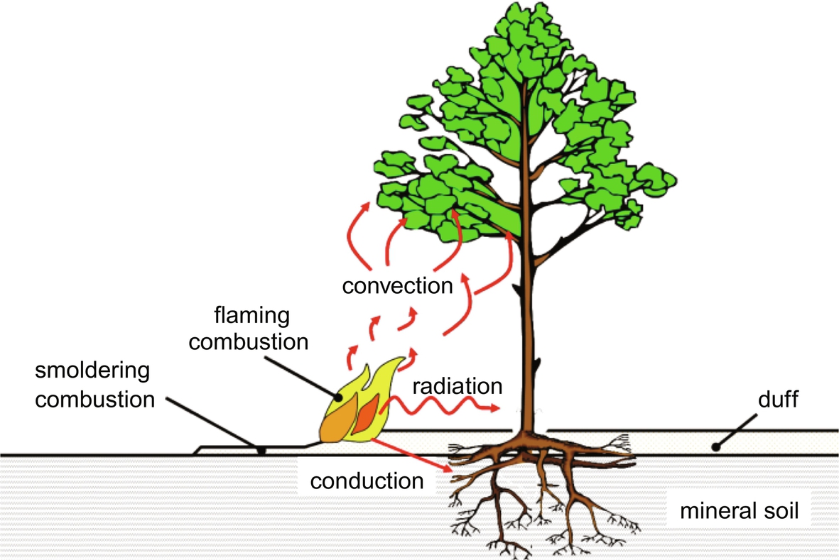 Fig. 11.3