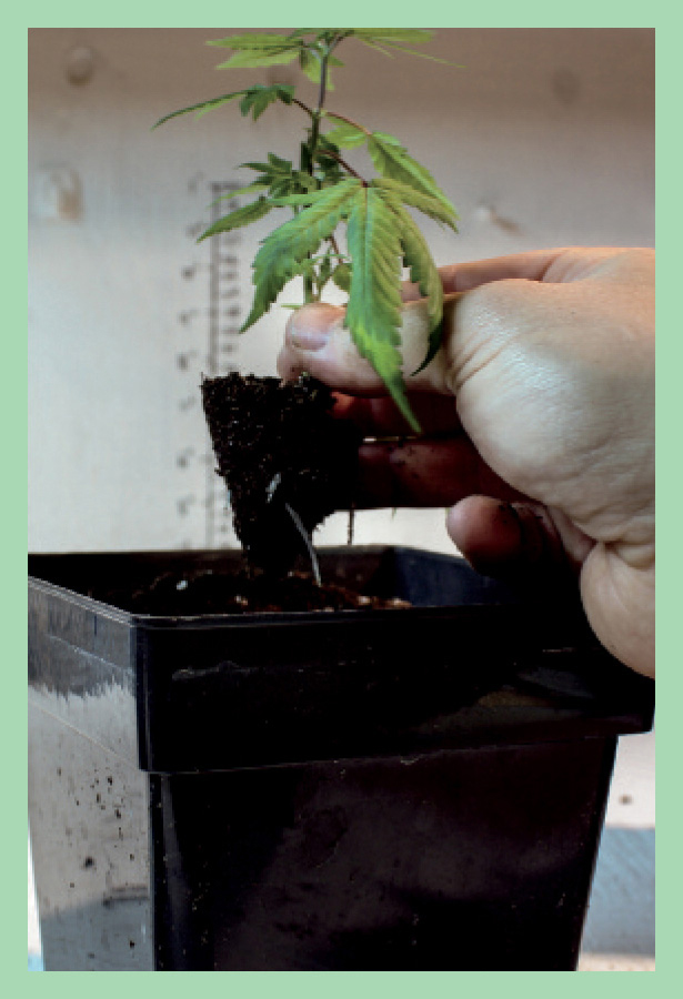 3. Transfer clone/seedling, ...