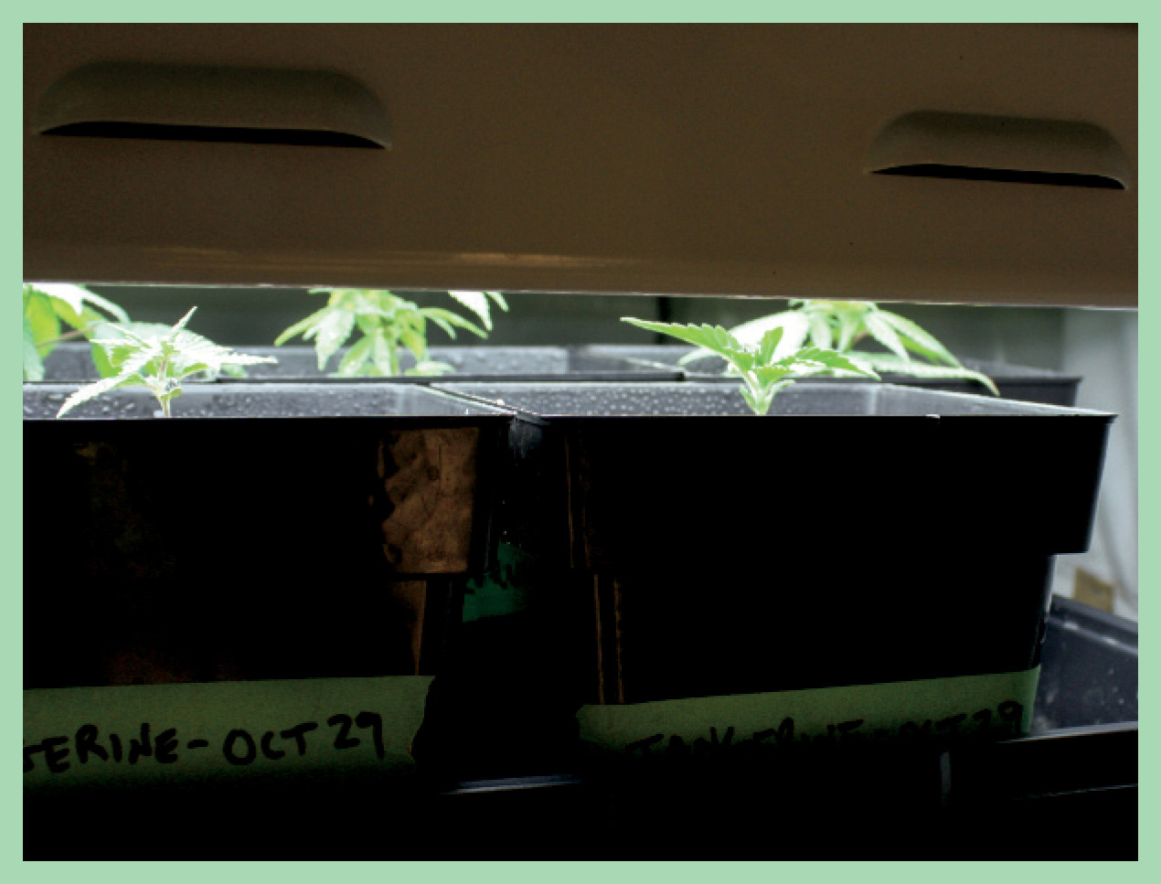 When successfully transplanted, ...