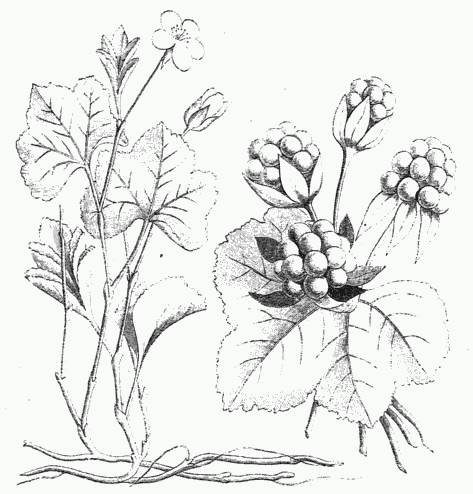 THE CLOUDBERRY (RUBUS CHAMÆMORUS, L.)