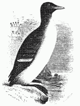 THE LOOM OR BRÜNNICH'S GUILLEMOT.