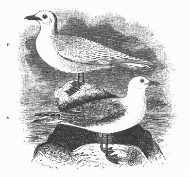 A. THE KITTIWAKE. B. THE IVORY GULL.