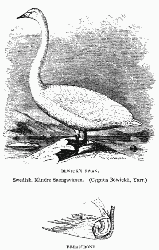 BEWICK'S SWAN.