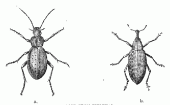 BEETLES FROM PITLEKAJ.