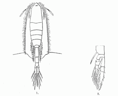 PHOSPHORESCENT CRUSTACEAN FROM MUSSEL BAY.