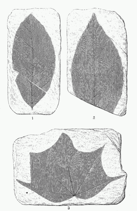 FOSSIL PLANTS FROM MOGI.