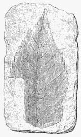 FOSSIL PLANT FROM MOGI.