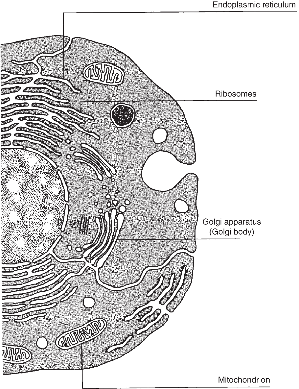 Diagram of an animal cell depicting four of the major organelles - Endoplasmic reticulum, ribosomes, Golgi apparatus, and mitochondrion.