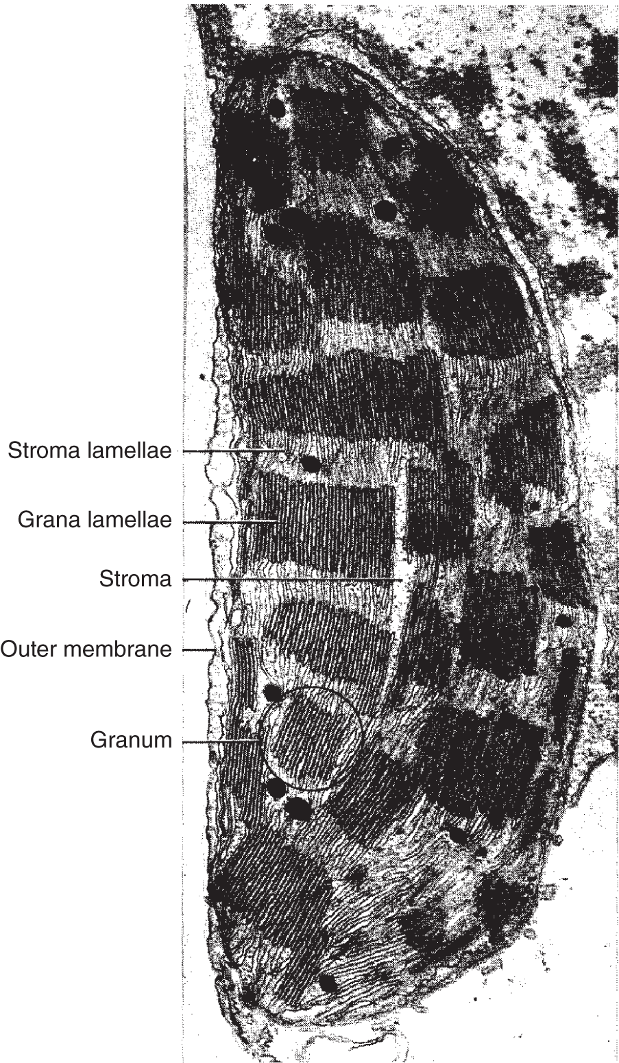 Diagram of a chloroplast structure consisting of stroma lamellae, grana lamellae, stroma, outer membrane, and granum.