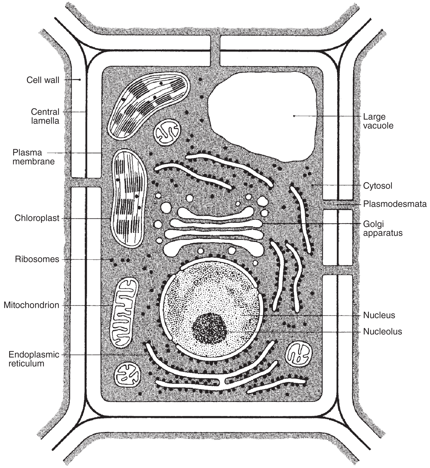 Structure of a generalized plant cell consisting of a cell wall, central lamella, plasma membrane, large vacuole, nucleus, nucleolus, ribosomes, Golgi apparatus, mitochondrion, and endoplasmic reticulum.