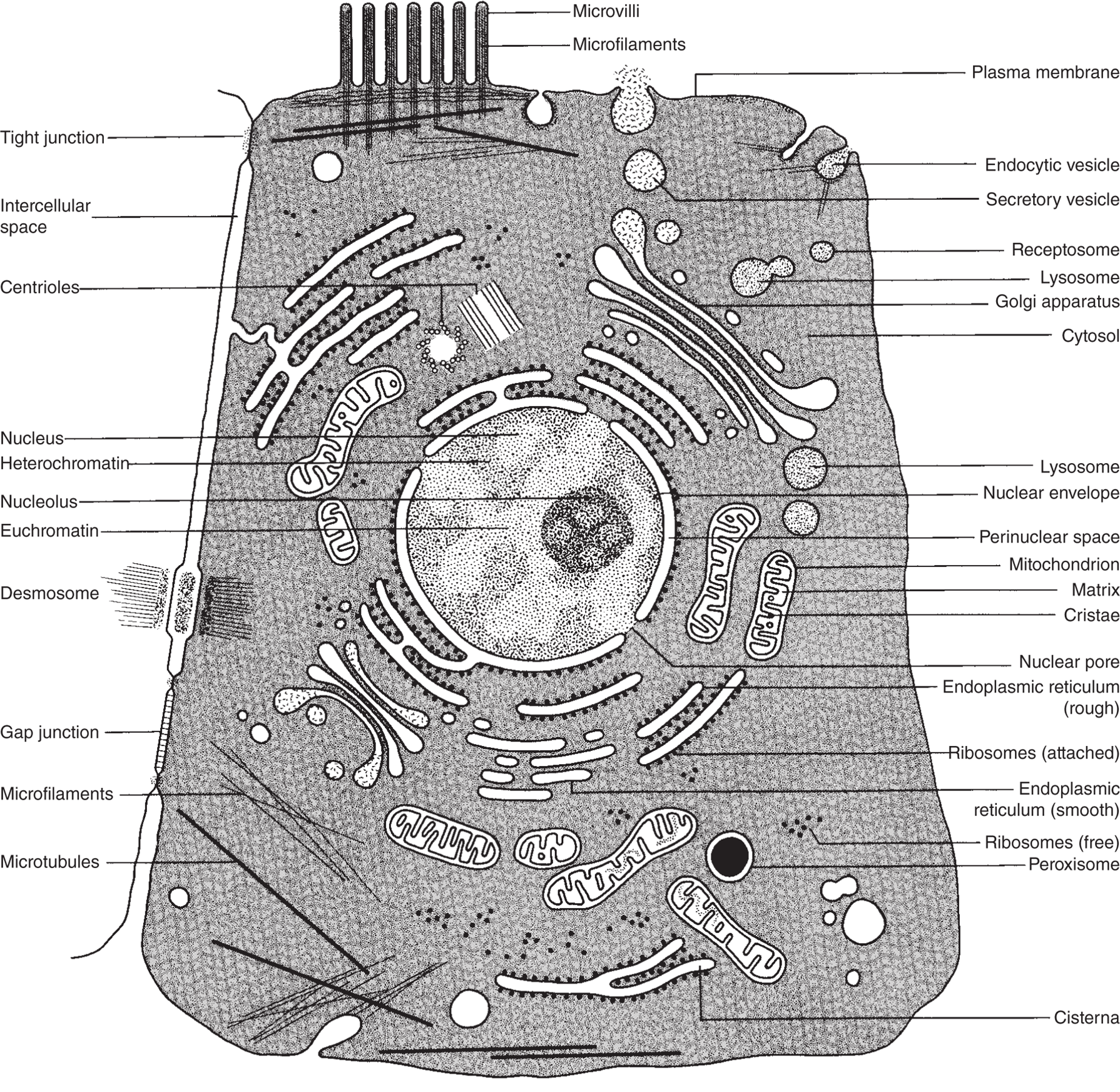 Structure of a composite animal cell consisting of a plasma membrane, nucleus, nucleolus, centrioles, Golgi apparatus, microfilaments, microtubules, smooth and rough endoplasmic reticulum.