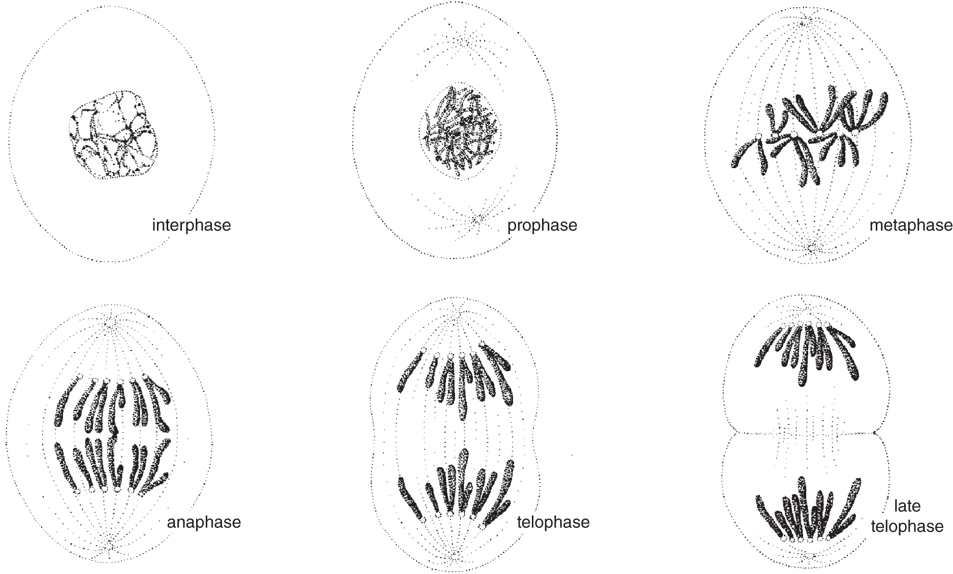 Schematic drawings of an animal cell with six chromosomes undergoing the different stages of mitosis - Interphase, prophase, metaphase, anaphase, telophase, and late telophase.