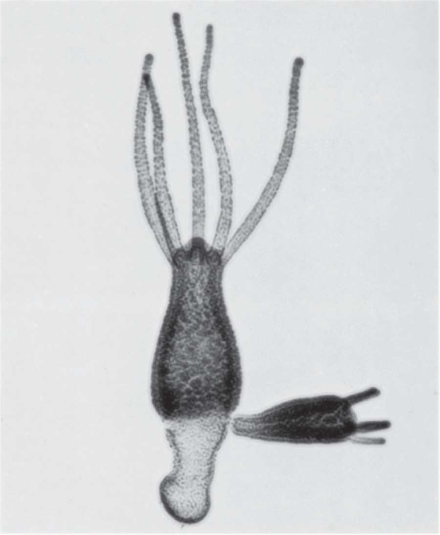 Asexual mode of reproduction called budding, where part of the parent sprouts smaller offspring that separate and become distinct individuals.