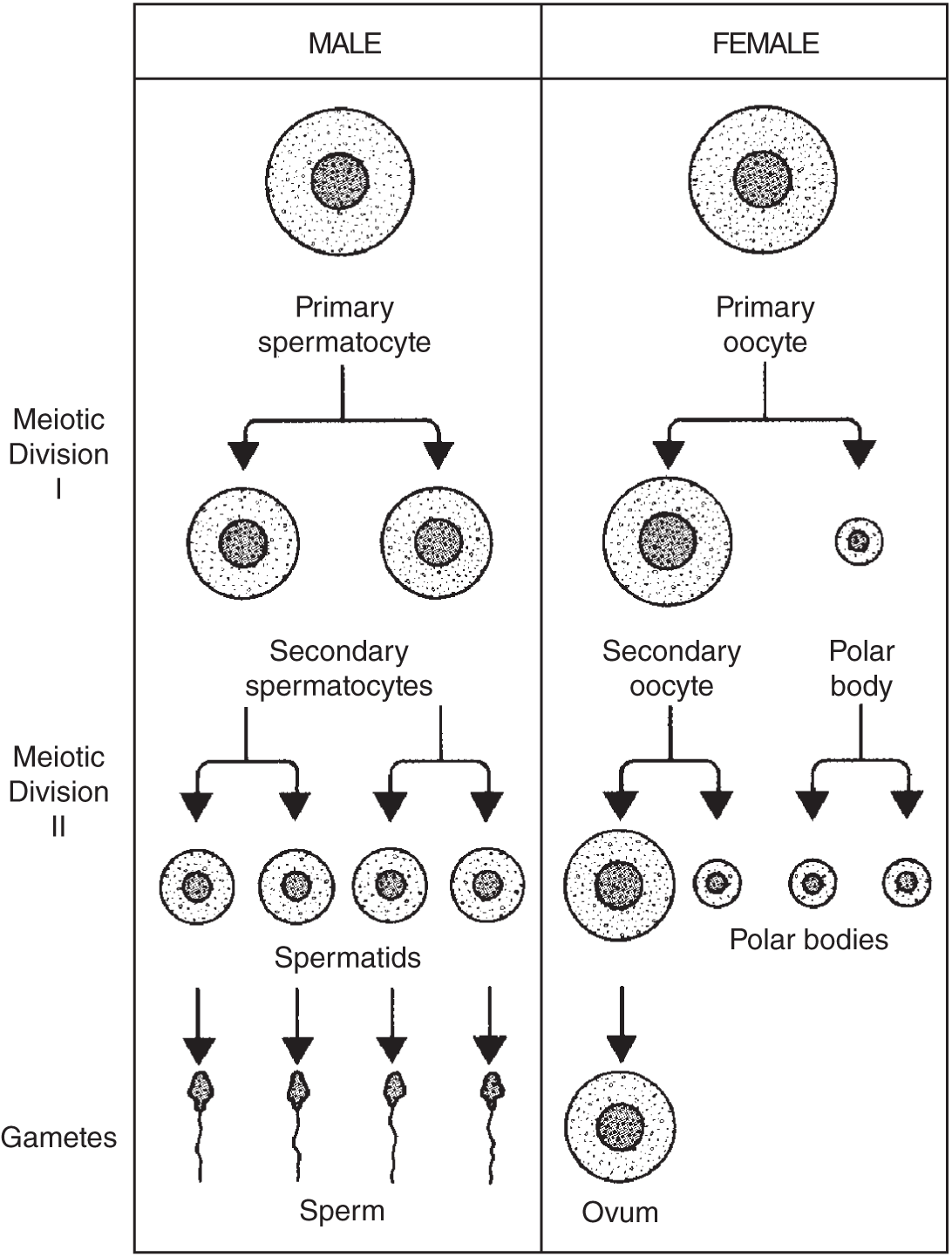 Illustration of gametogenesis depicting how the process involves meiosis, which, in both the male and female, consists of a first and second meiotic division, forming either sperm or an ovum.